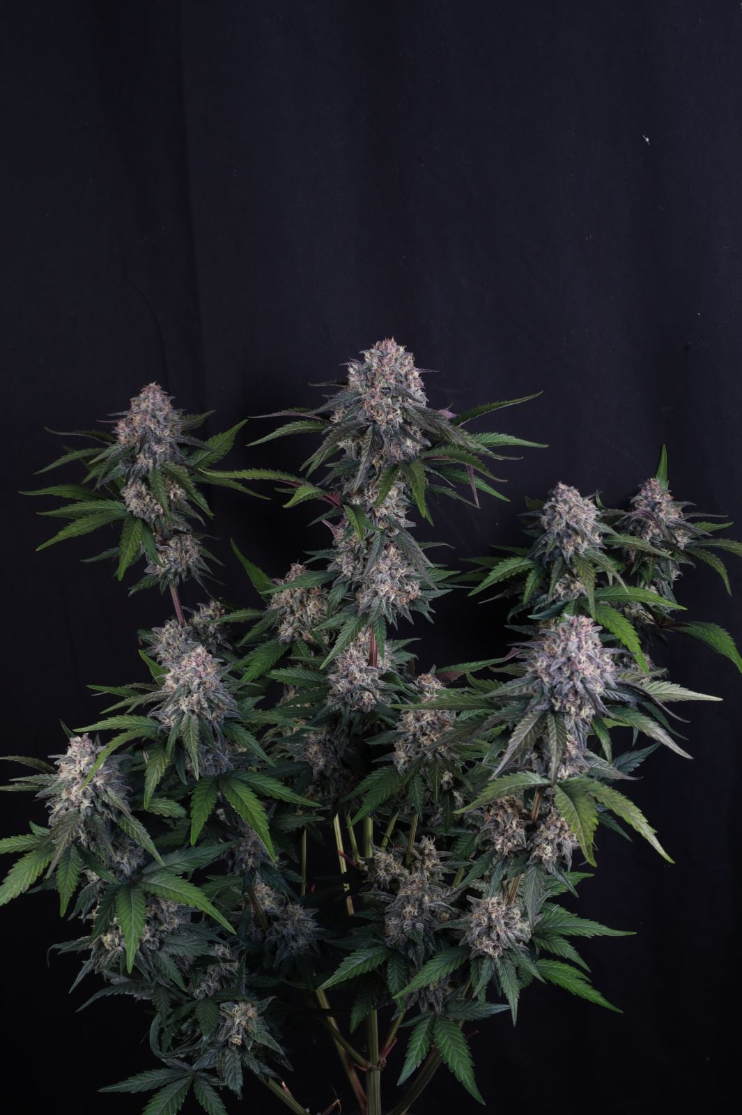 Lemon Cherry Sundae Auto von Fast Buds
