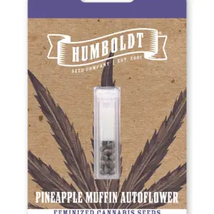 Pineapple Muffin Auto 3 St. Humboldt Seed Company