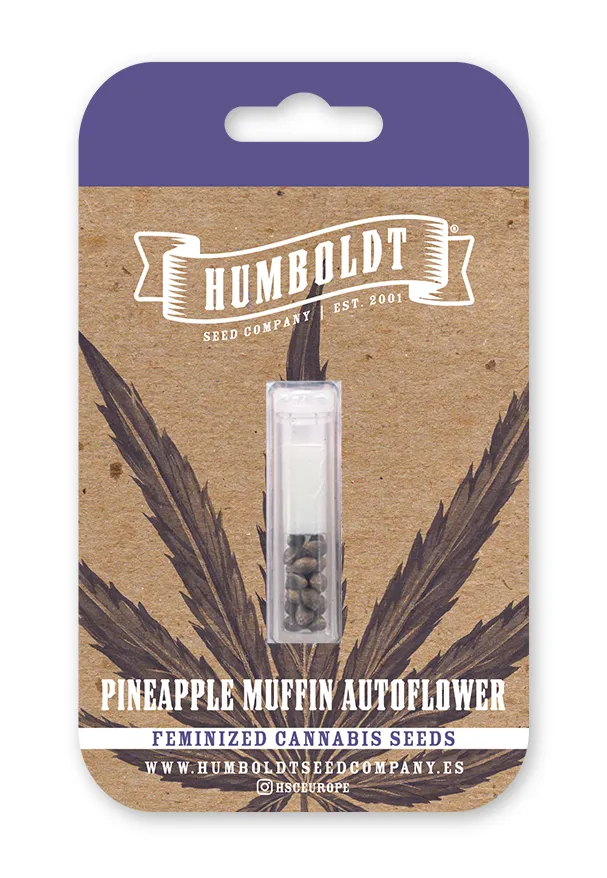 Pineapple Muffin Auto 3 St. Humboldt Seed Company