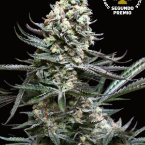 Nordés von Absolute Cannabis Seeds