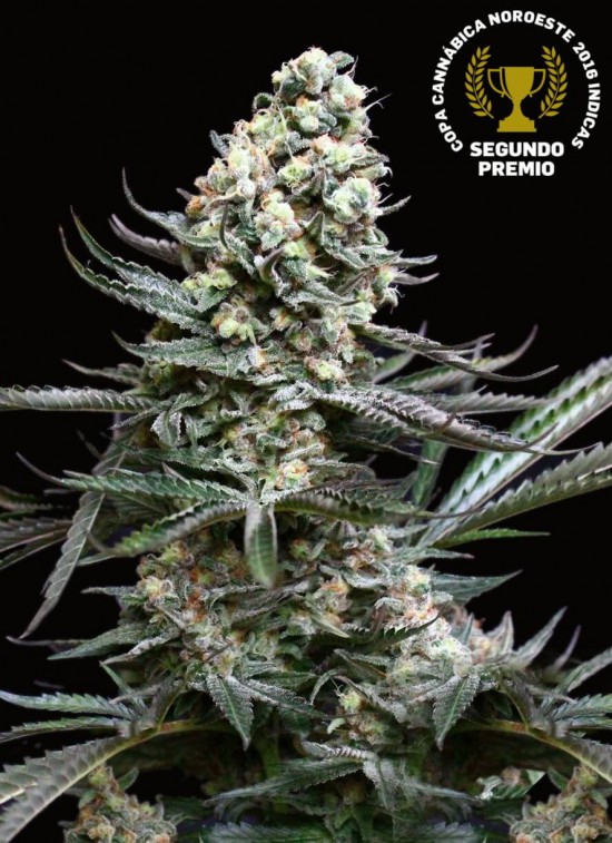 Nordés von Absolute Cannabis Seeds