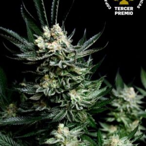 Critigal+ von Absolute Cannabis Seeds