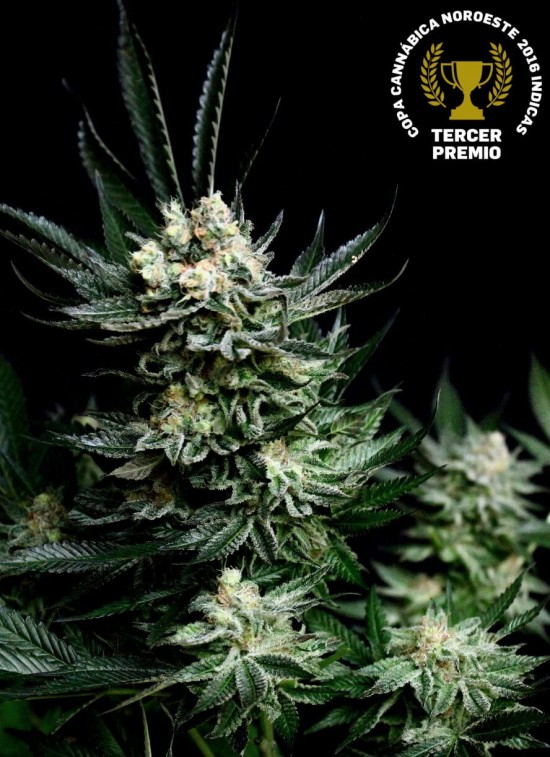 Critigal+ von Absolute Cannabis Seeds