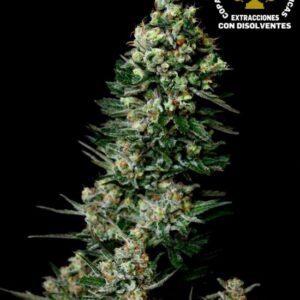 Chocolute F2 von Absolute Cannabis Seeds