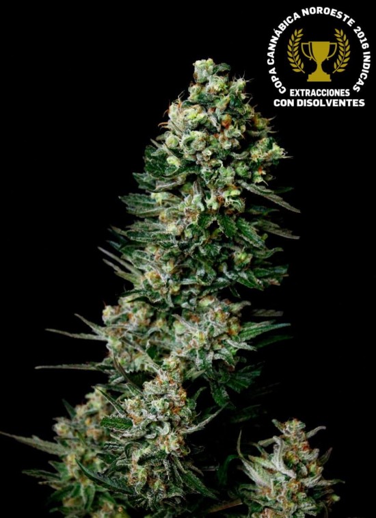 Chocolute F2 von Absolute Cannabis Seeds
