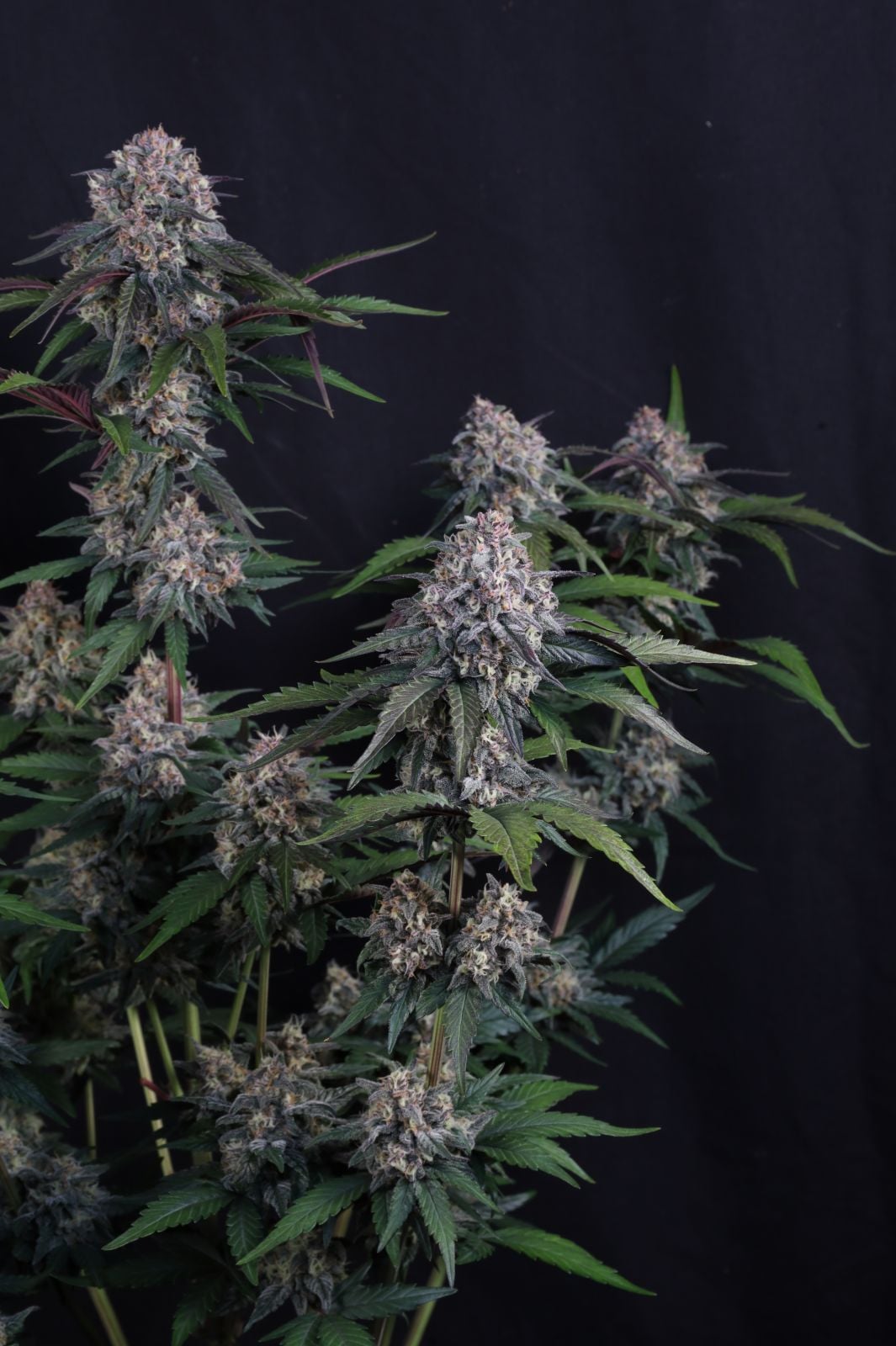 Lemon Cherry Sundae Auto von Fast Buds