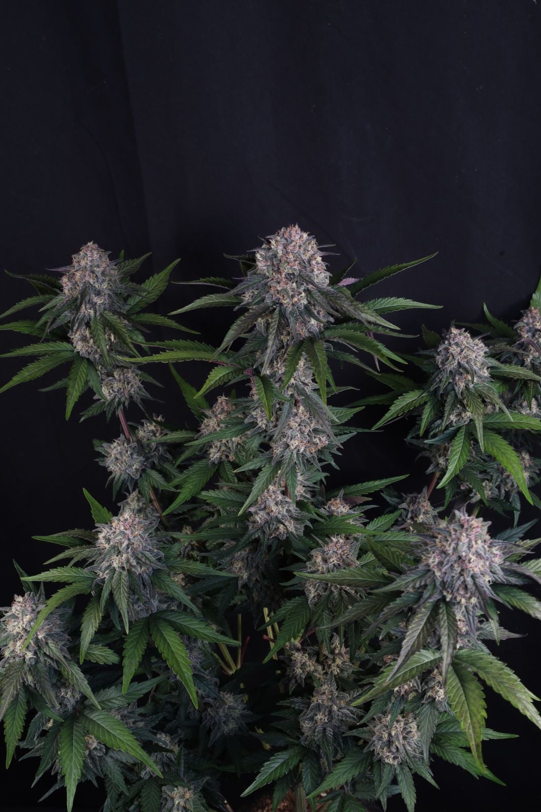 Lemon Cherry Sundae Auto von Fast Buds