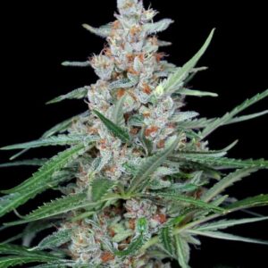 Utopia von Absolute Cannabis Seeds