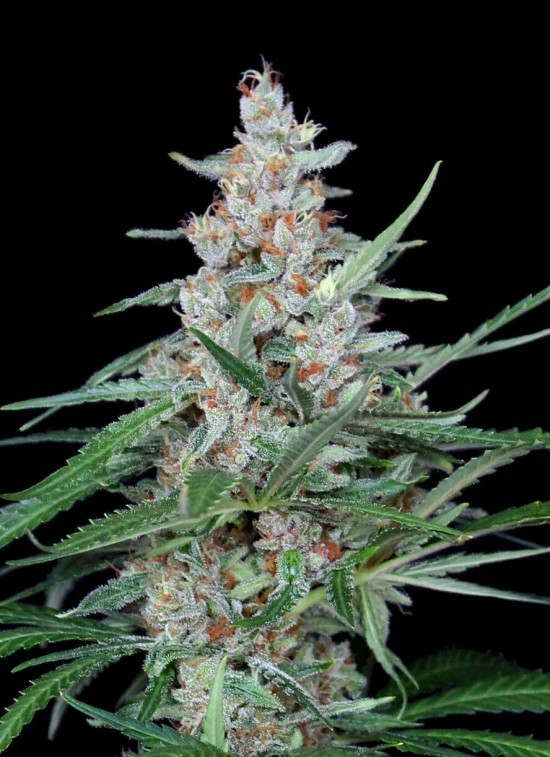 Utopia von Absolute Cannabis Seeds