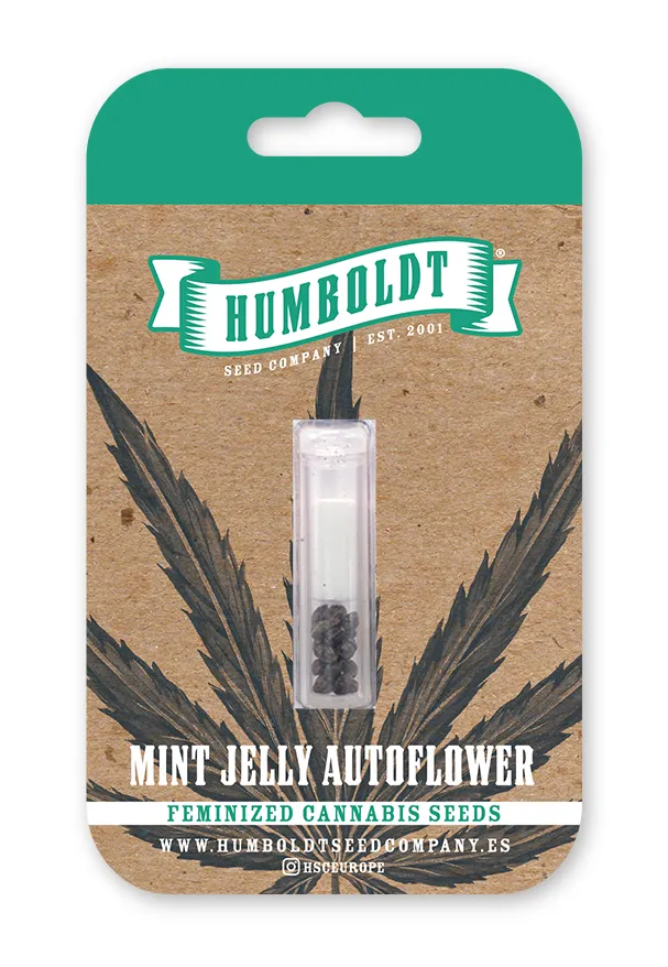 Mint Jelly Auto von Humboldt Seed Company