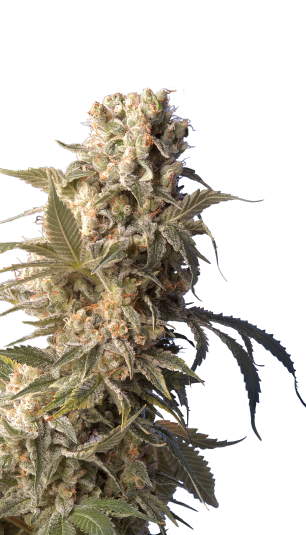 AK-47 Serious Seeds