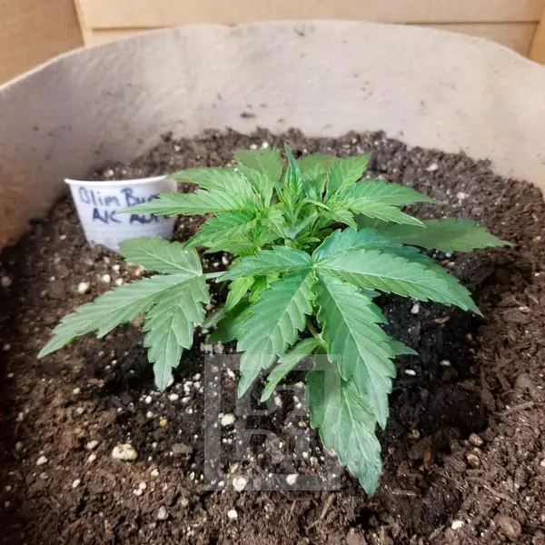 AK Auto Blimburn Seeds
