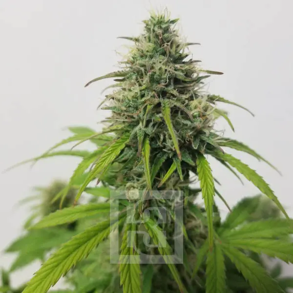 AK Auto Blimburn Seeds