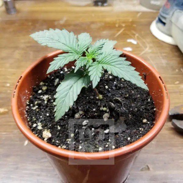 AK Auto Blimburn Seeds