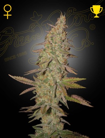 Arjan's Ultra Haze 1 von Green House Seed Co.