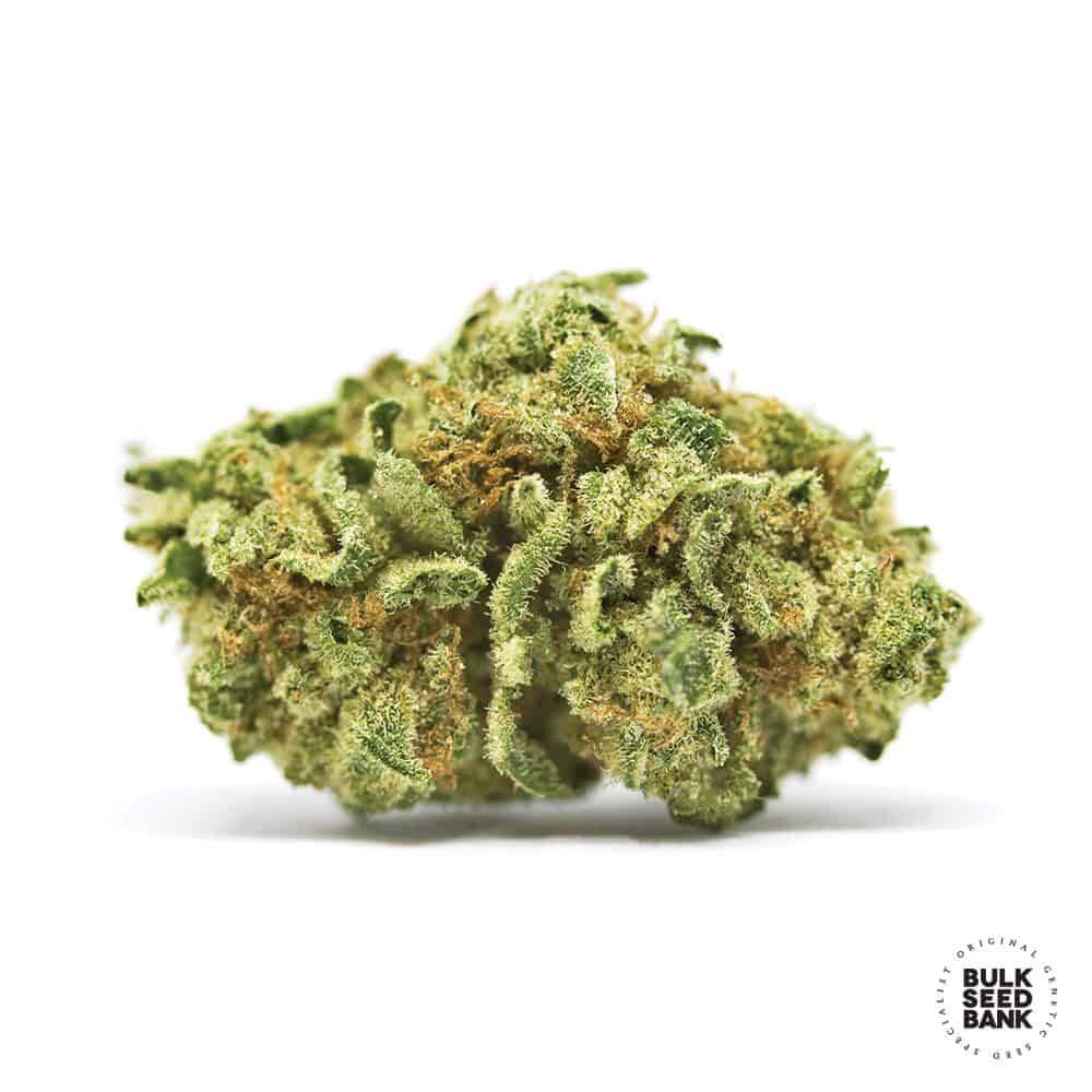 AUTO CBD WW