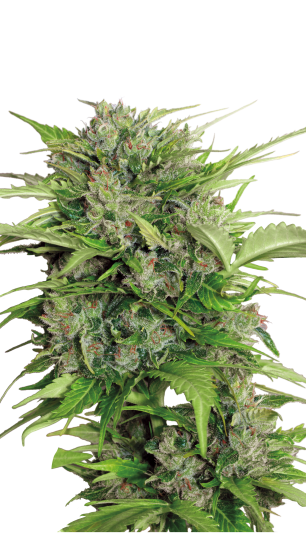 Auto AK-47 Serious Seeds