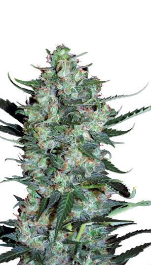 Auto White Russian Serious Seeds