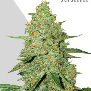 Acapulco Gold Auto von Auto Seeds