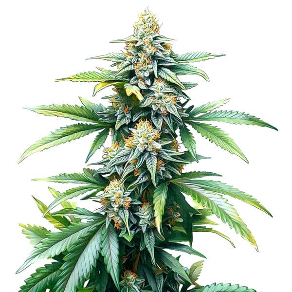 Cindy 99 Regular Blimburn Seeds