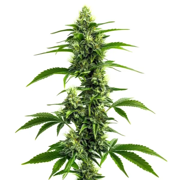 Tijuana Blimburn Seeds