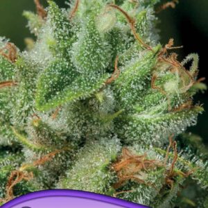 Afghanica