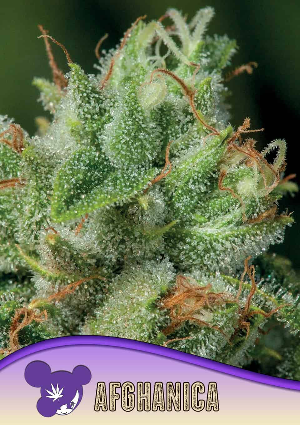 Afghanica