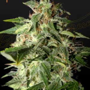 Afgooey von Green House Seed Co.