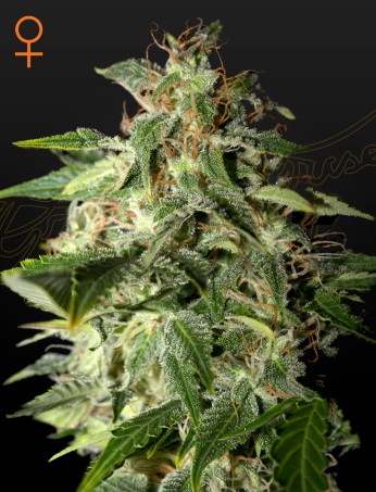 Afgooey von Green House Seed Co.