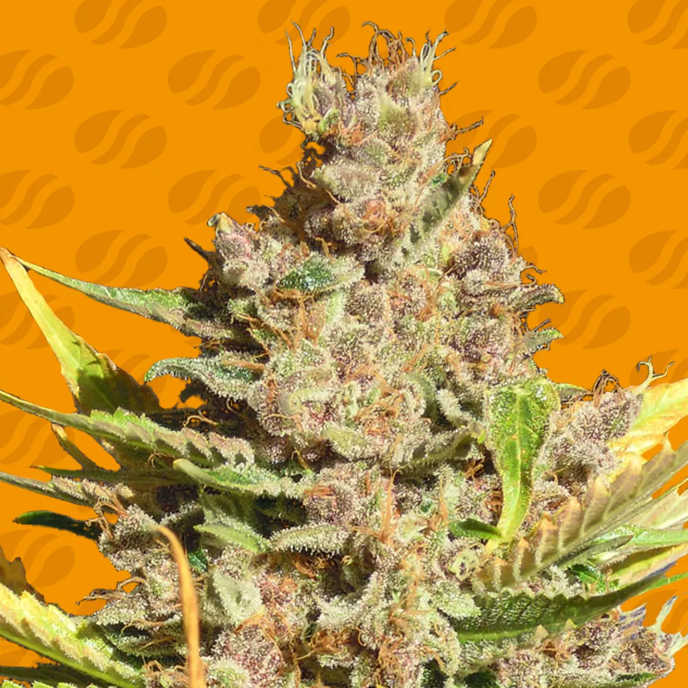 Alien Gorilla Original Sensible Seeds