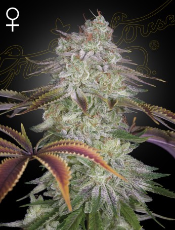 AlienZ von Green House Seed Co.