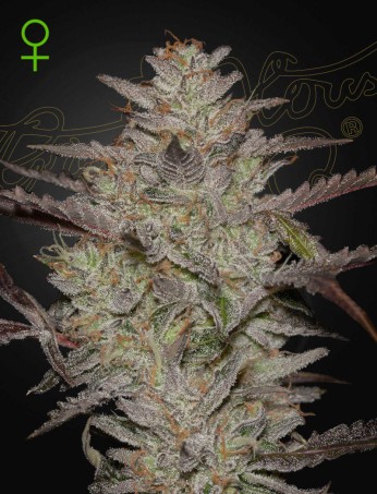 AlienZ Auto von Green House Seed Co.