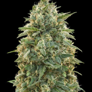 Amnesia von Advanced Seeds