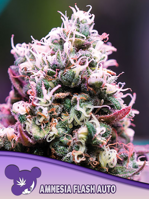 Amnesia Flash Auto von Anesia Seeds