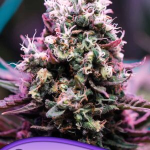 Amnesia Flash Auto von Anesia Seeds