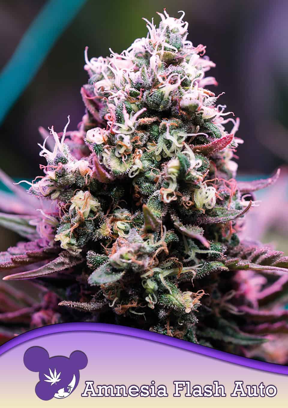 Amnesia Flash Auto von Anesia Seeds