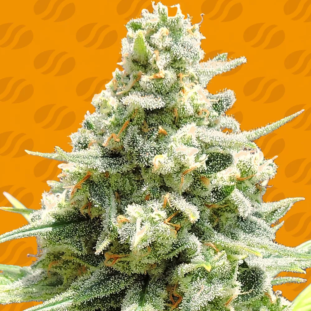 Amnesia Lemon Kush Original Sensible Seeds