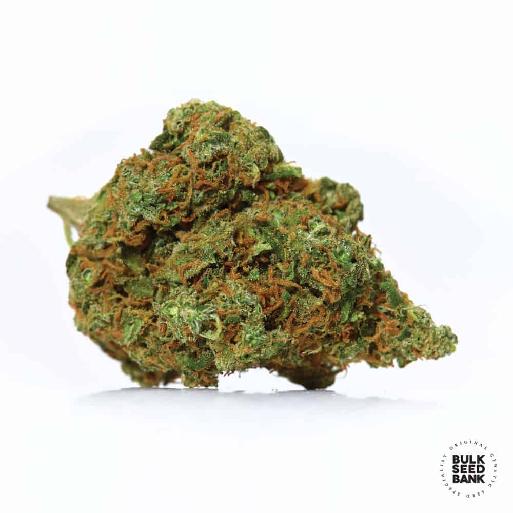 Amnesia Platinum Bulk Seed Bank