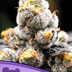 Anesia Scout Cookies von Anesia Seeds