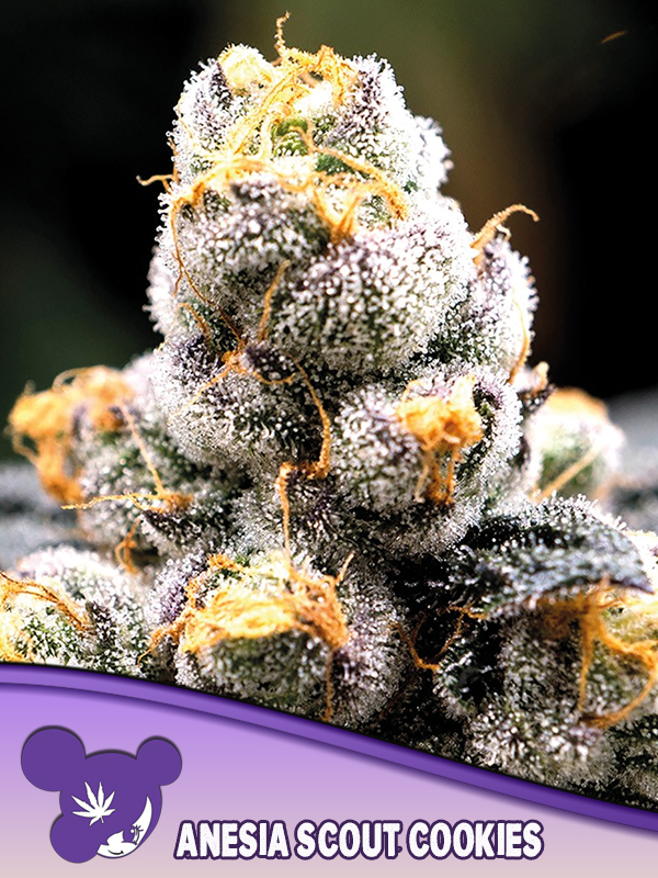 Anesia Scout Cookies von Anesia Seeds