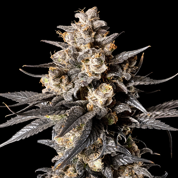 Apple Bananas von 00 Seeds