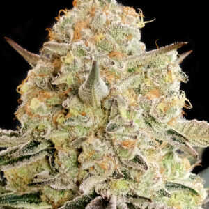 Apple Fritter von Advanced Seeds