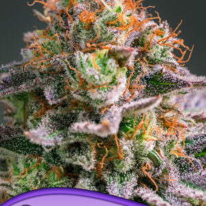 Apricot Oz von Anesia Seeds