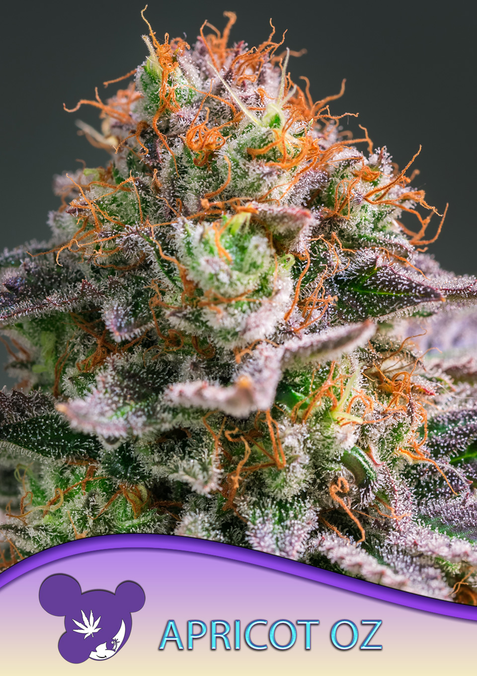 Apricot Oz von Anesia Seeds