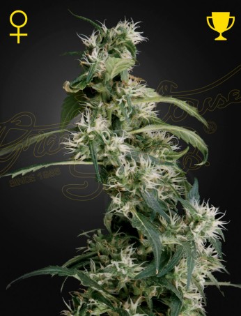 Arjan's Ultra Haze 2 (Mango Haze) von Green House Seed Co.