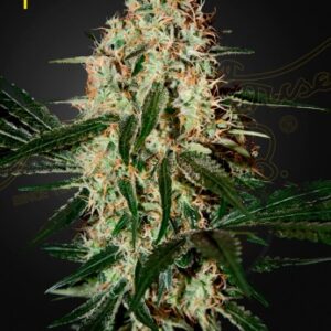 Arjan's Haze 3 von Green House Seed Co.