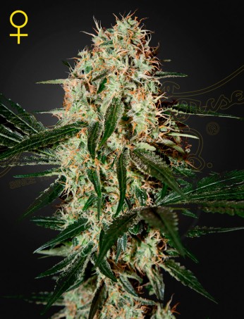 Arjan's Haze 3 von Green House Seed Co.