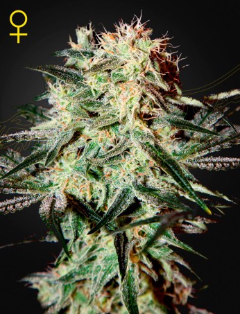 Arjan's Strawberry Haze von Green House Seed Co.