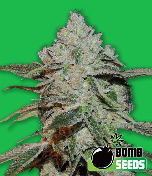 Atomic von Bomb Seeds