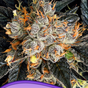 Aura von Anesia Seeds